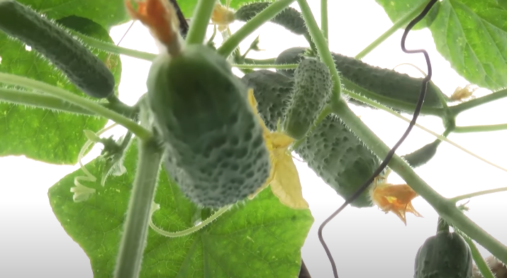 Молитвою і працею: як ужгородські семінаристи вирощують овочі (ВІДЕО)