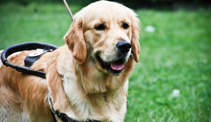 "Зірка Закарпаття - 2021": в Ужгороді відбудеться виставка собак