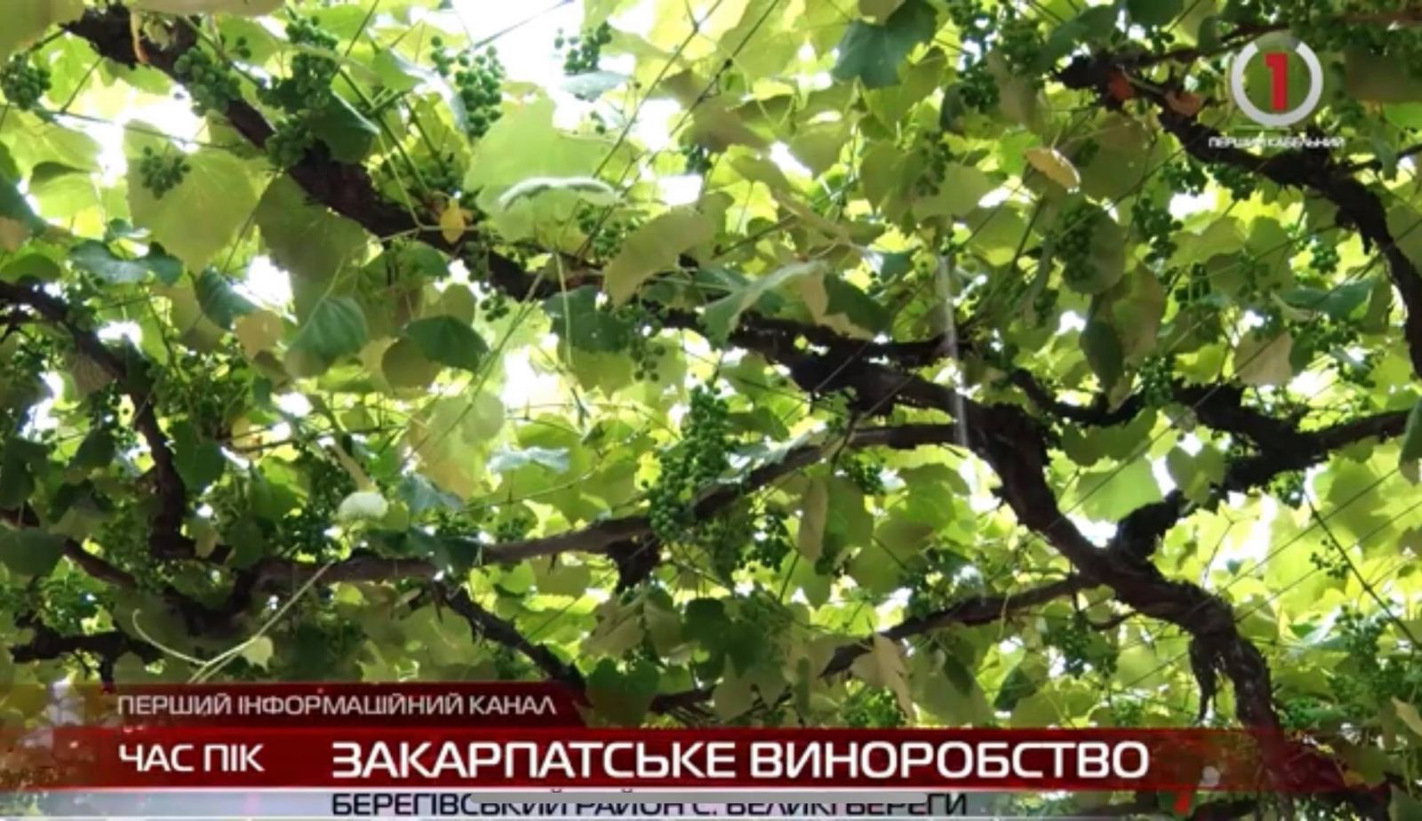 Майстер своєї справи: традиції виготовлення справжнього закарпатського вина (ВІДЕО)