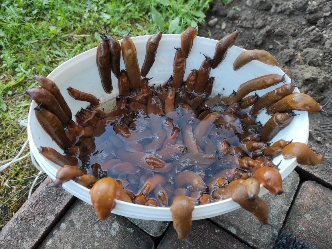 Нашестя рудих слимаків на Закарпатті: дієві методи боротьби зі шкідниками