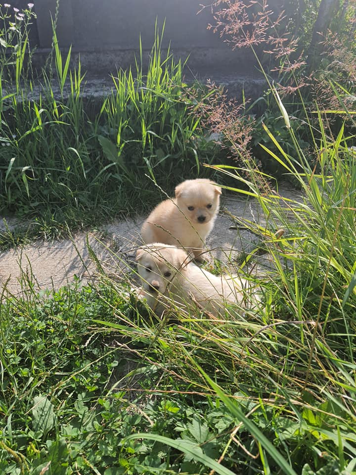 У Рахові на кладовищі невідомі викинули цуценят (ФОТО)