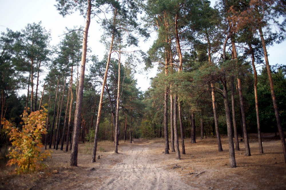 У лісі на Рахівщині виявили небезпечну знахідку