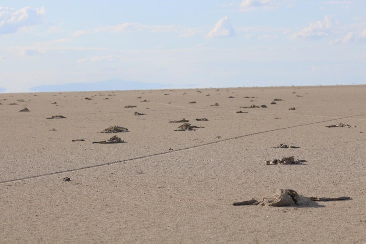 У Туреччині на висохлому озері знайшли тисячі трупів дитинчат фламінго (ФОТО, ВІДЕО)