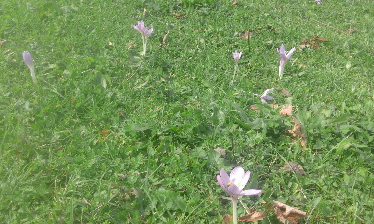 На Закарпатті осіннє потепління збило з пантелику весняні квіти