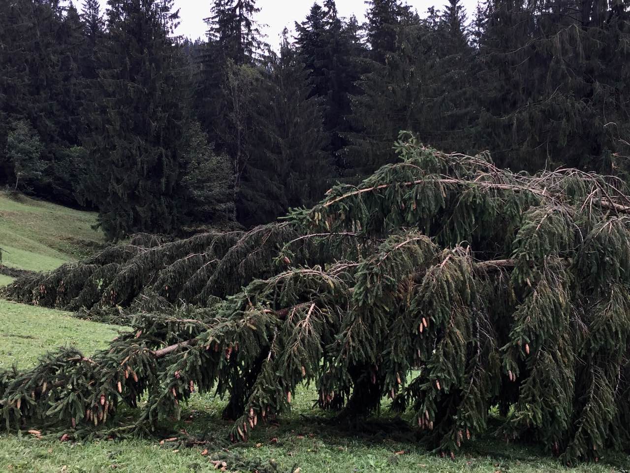 Лісівники ДП "Ясінянського ЛМГ" підраховують збитки завдані буревієм (ФОТО)