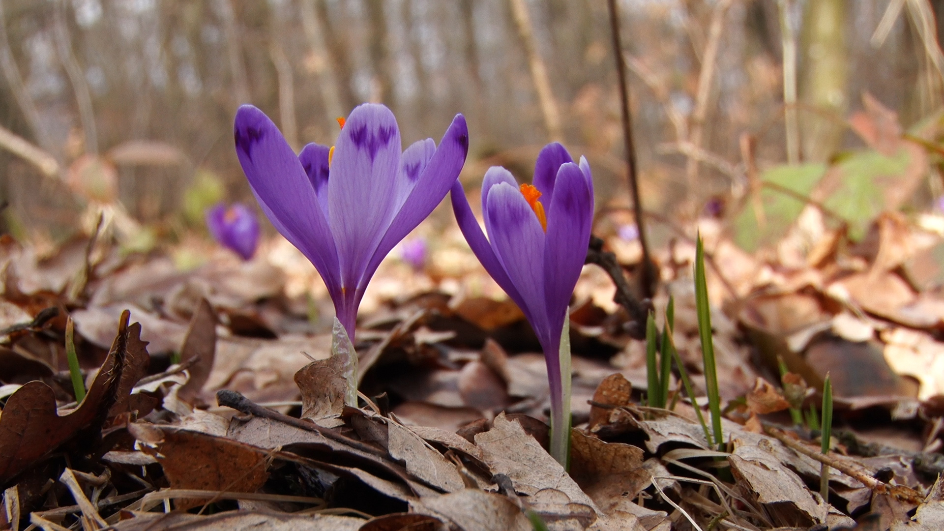 На Тячівщині первоцвіти у безпеці – місцеві їх масово не зривають (ВІДЕО)
