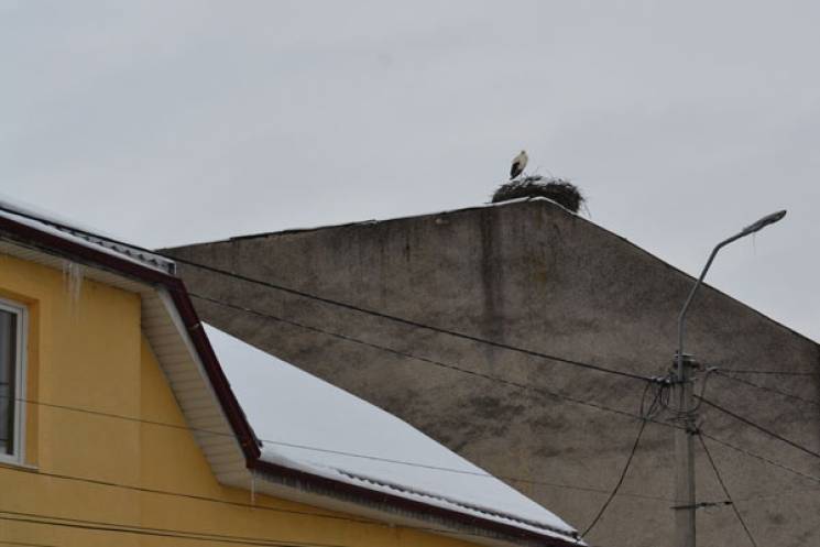 Лелеки повернулись до Тячева  (ФОТО)