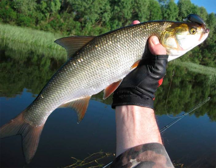 Яка риба водиться у Тисі