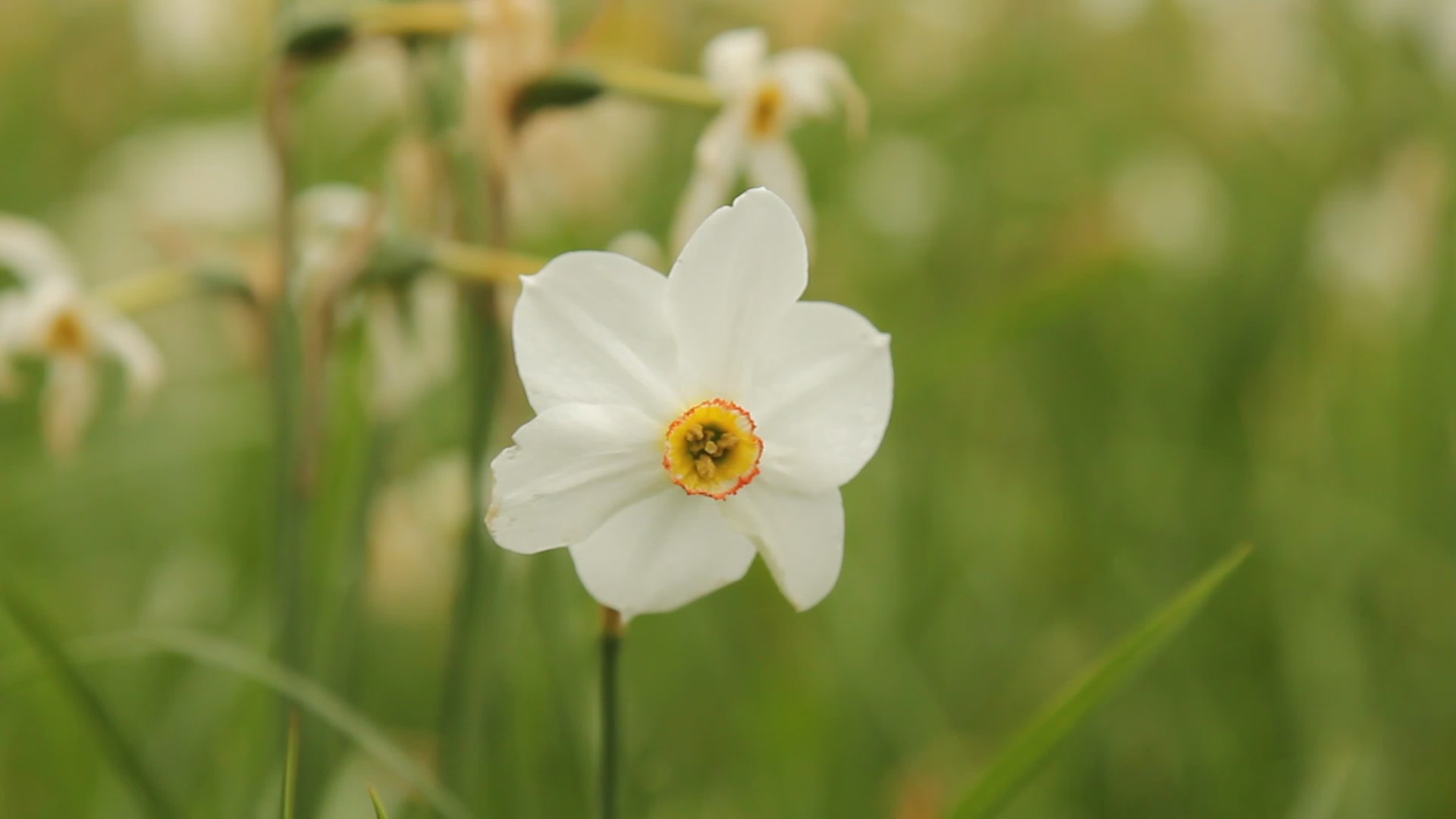 Хустщина запрошує на цвітіння популярного нарцису (ВІДЕО)