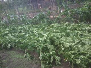 Буревій накрив і село Горінчово, що на Хустщині