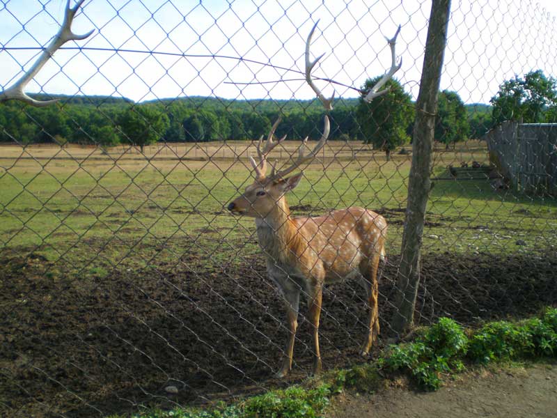 Оленяча ферма на Закарпатті (ФОТО)