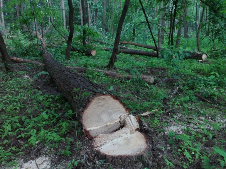 На Закарпатті за самовільні рубки судитимуть лісівників