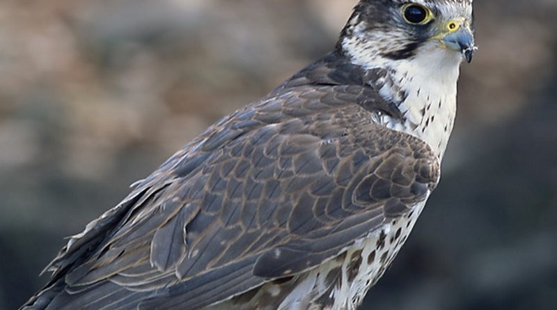 Як на Закарпатті рятують диких соколів