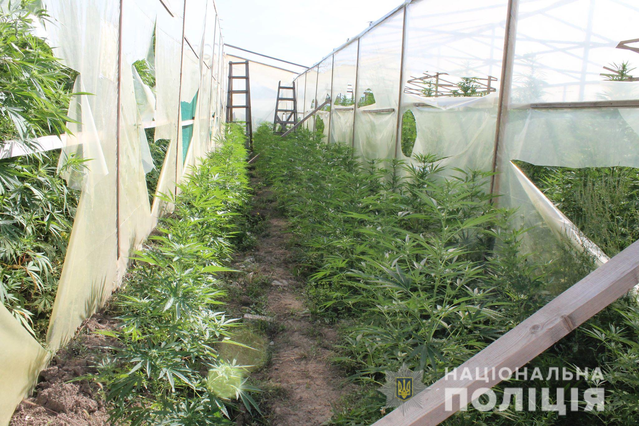 Наркоділок з Вінкового, якого затримали з "товаром" на 10 мільйонів гривень, - під вартою