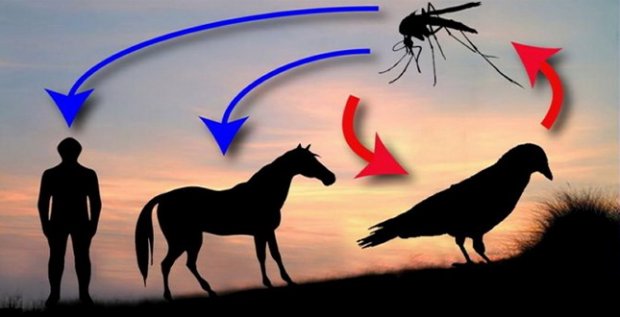 Лихоманка Західного Нілу вже на порозі із Закарпаттям