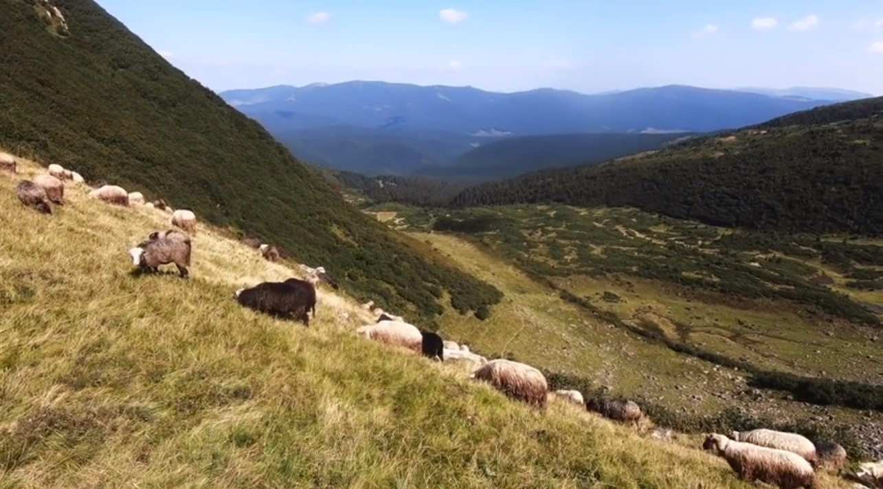 Мережу підкорює відео на Рахівщині про підйом на Драгобрат (ВІДЕО)