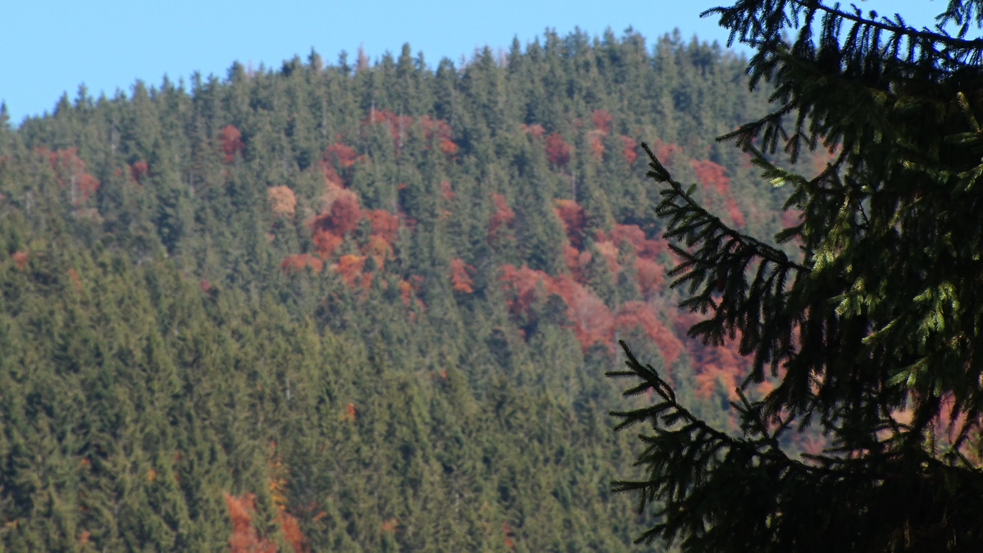 На Закарпатті пік осіннього туристичного сезону (ВІДЕО)