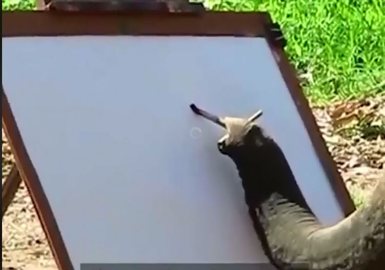 Майже 30 мільйонів переглядів: мережу підкорив слон, що пише картини (ВІДЕО)