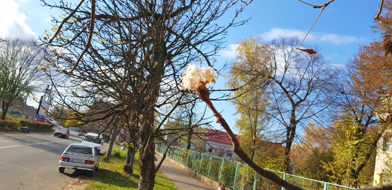 На Закарпатті цвітуть каштани, хоча в горах вже «зима»