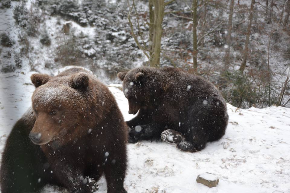 Засніжена зимова казка на Міжгірщині (ФОТО)
