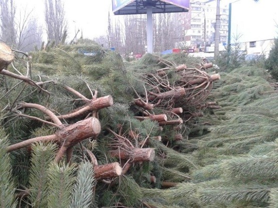 Бережуть ялинки: рахівські лісівники посилюють контроль за деревами у передноворічний період