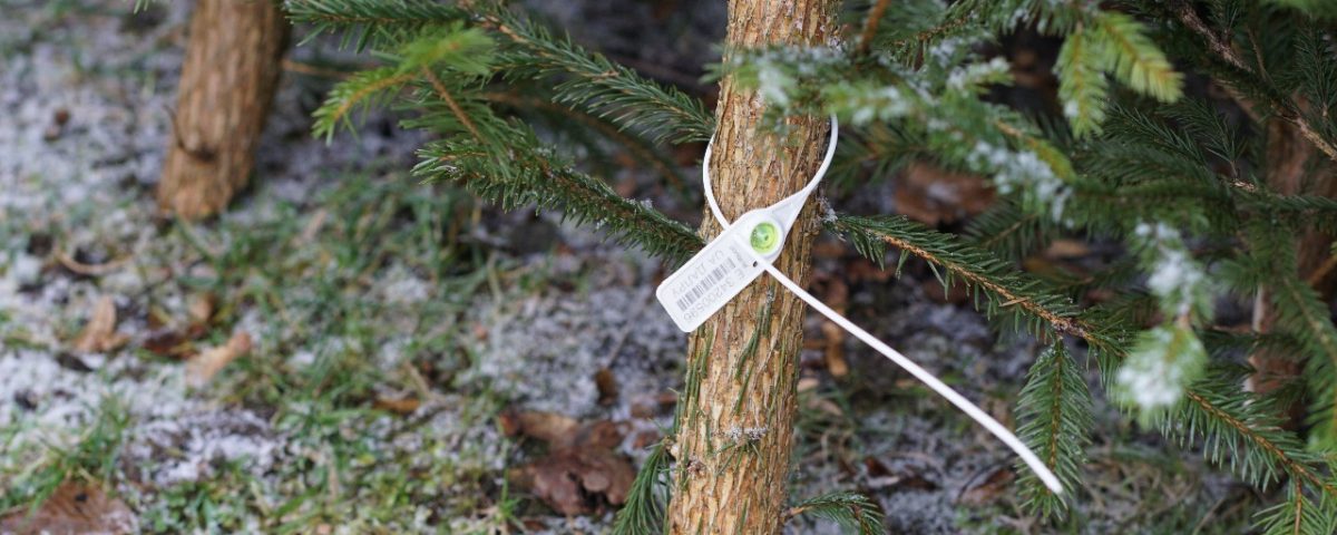 Лісівники Рахівщини посилюють держконтроль за ялинками