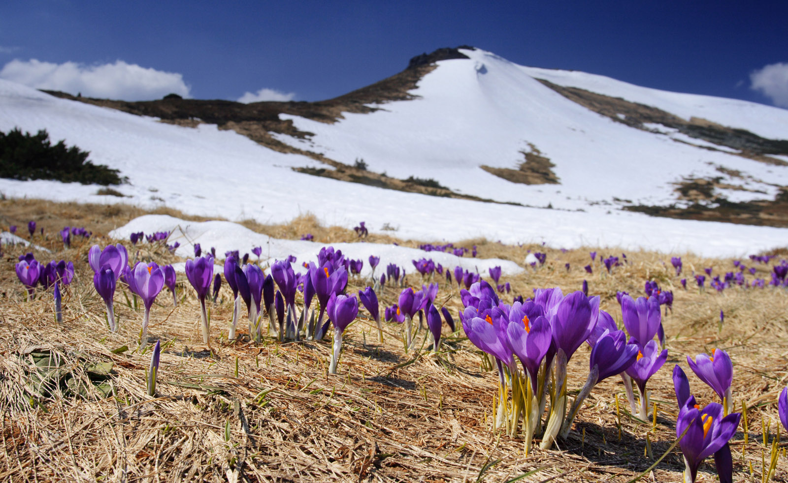 На Закарпатті цвітуть шафрани (ВІДЕО)