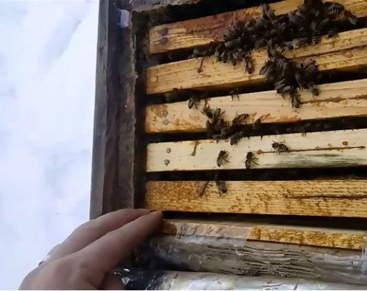 У мережі показали солом’яні вулики на Берегівщині, в яких бджоли живуть вже півстоліття (ВІДЕО)