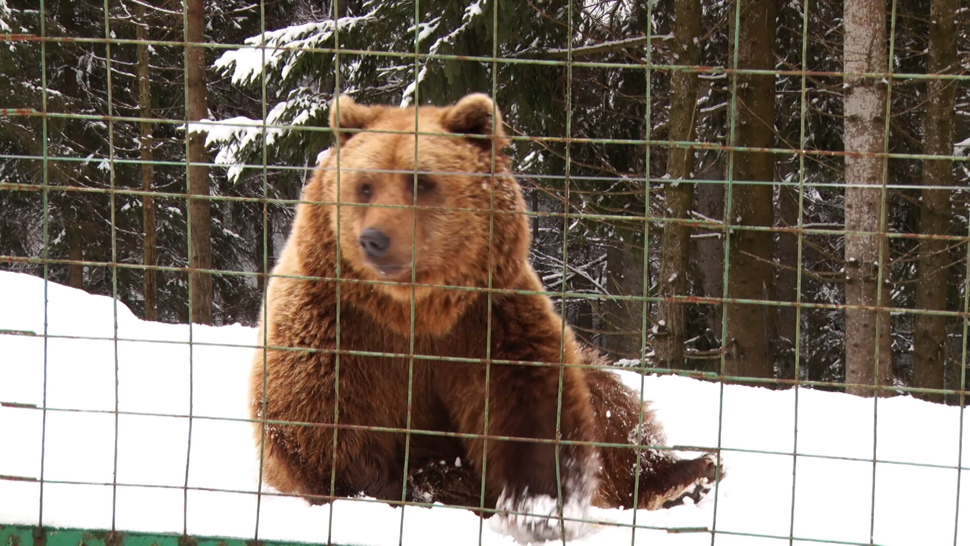 На Міжгірщині до центру реабілітації бурих ведмедів привезли 5-тьох хижаків (ВІДЕО)