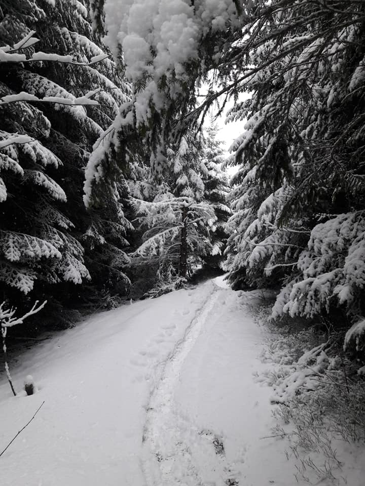 Примхи природи на Закарпатті: на низині цвітуть сакури, а на високогір'ї мете сніг (ФОТО)