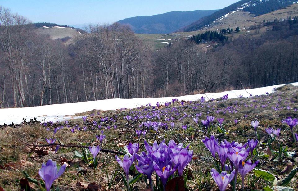 Весна завойовує полонину на Рахівщині (ФОТО)