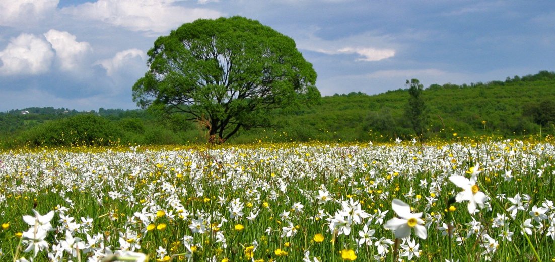Чому горіла "Долина нарцисів" та які наслідки її тепер чекають