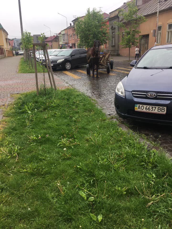 В Мукачеві зафіксували незвичайного "оленя" (ФОТО)