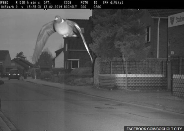 Штраф за перевищення швидкості 25 євро: радар зафіксував голуба - порушника (ФОТО)