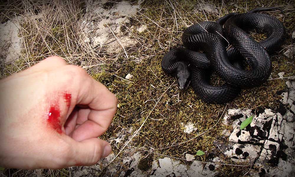 Які отруйні змії є на Закарпатті, та що робити при неприємній зустрічі?