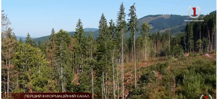 На Рахівщині лісівники впроваджують природозберігаючі технології (ВІДЕО)