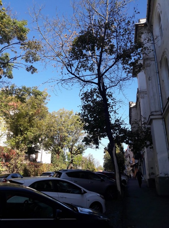 Департамент міськради Ужгорода звернувся до містян із важливим проханням (ФОТО)