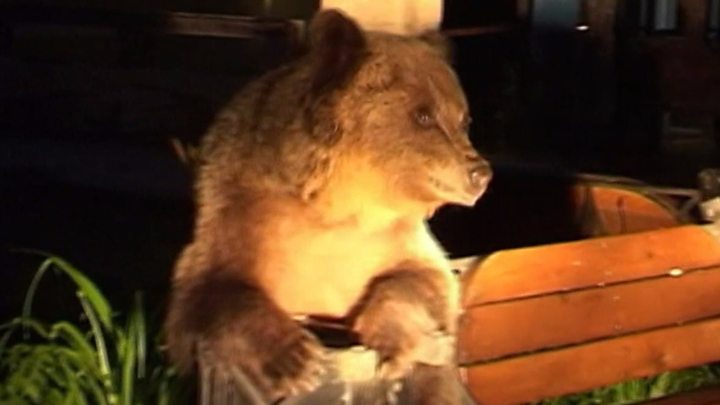 Ведмеді у полях та на дорогах: в Румунії клишоногі нападають на людей (ФОТО)