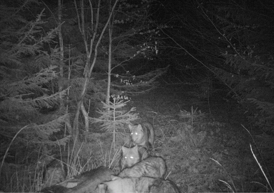В Карпатах фотопастки зафіксували велику вовчу зграю (ФОТО)