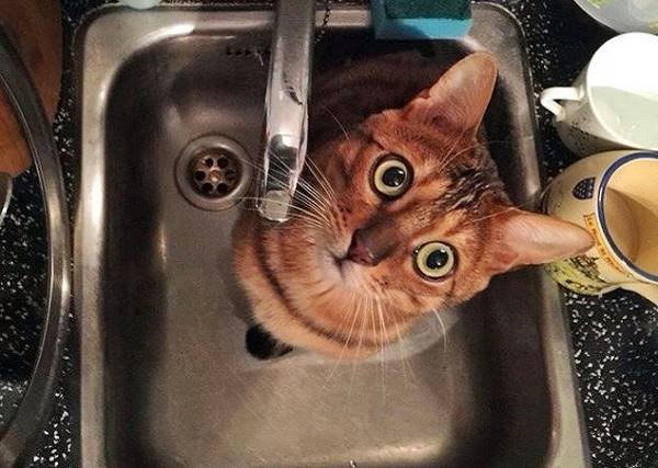 Деякі ужгородці сьогодні залишаться без води