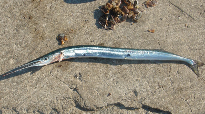 Риба вискочила з води і наскрізь пронизала шию рибалки (ФОТО 18+)