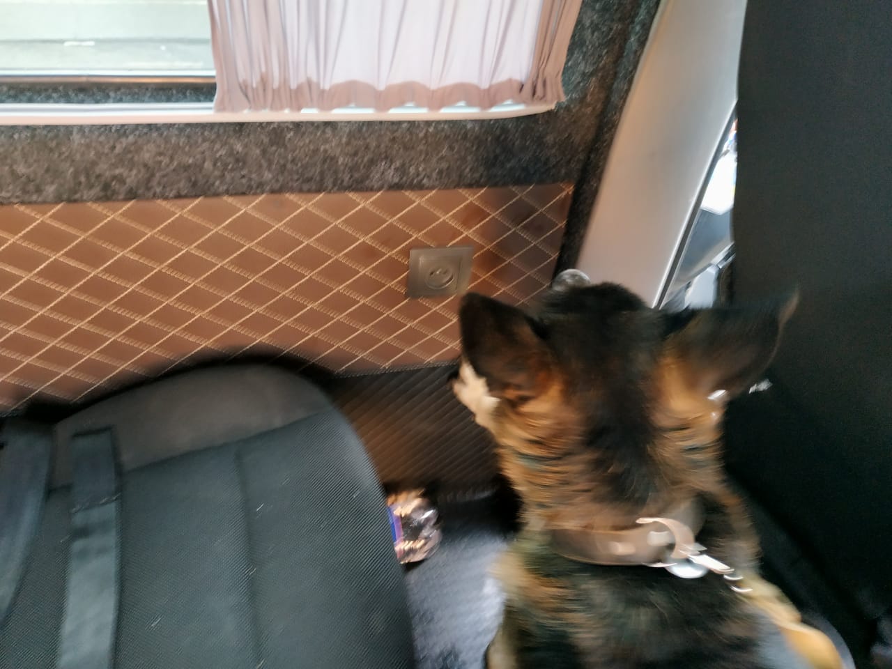 Що винюхав пес? : на "Лужанці" чоловік позбувся мікроавтобуса (ФОТО)