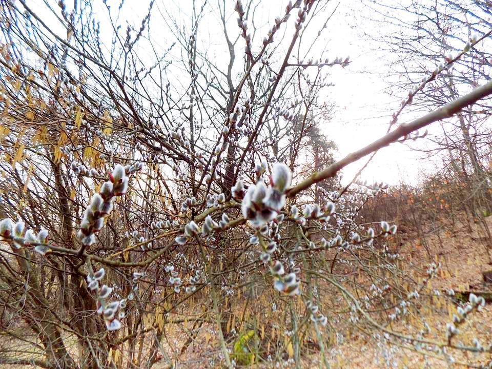 28 березня католики святкують Вербну неділю