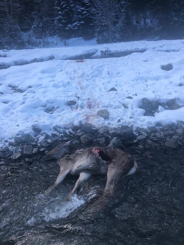 На Рахівщині вовки загризли молоду оленицю (ФОТО)
