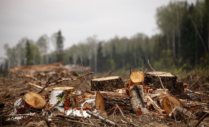 Компенсація понад 200 000 гривень за незаконну вирубку на Рахівщині
