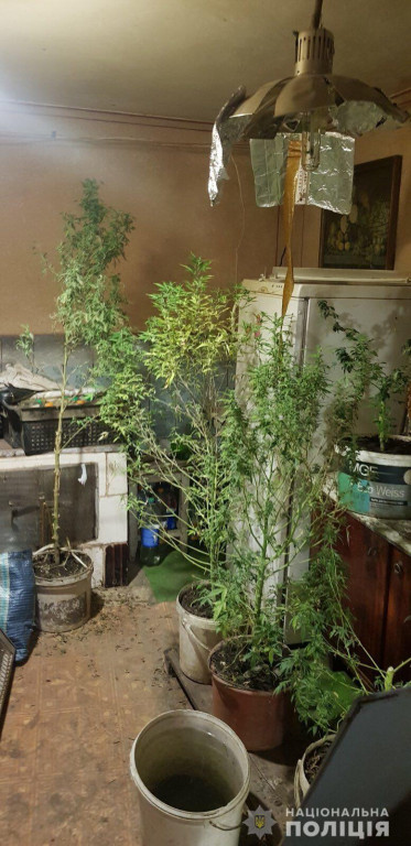 Справжній садівник: на Рахівщині юнак вдома вирощував канабіс (ФОТО)