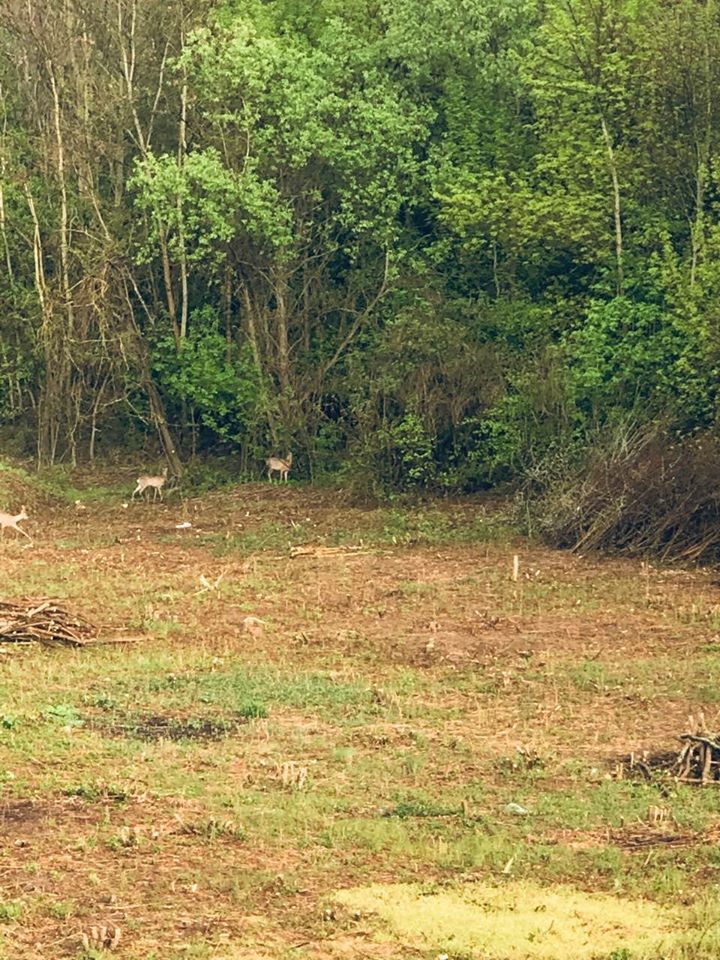 У Боздошському парку міста Ужгорода з'явилися косулі (ВІДЕО)