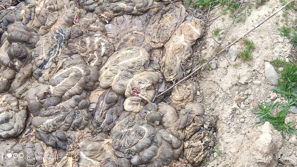 Сморід та нутрощі: на підприємстві у Хусті виявили могильник (ФОТО, ВІДЕО)