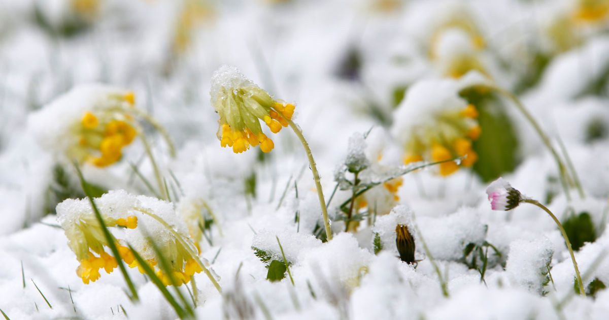 Назад в куртки: на Закарпаття знову повертається холодна погода, можливий сніг