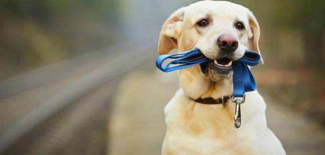 За неправильний вигул домашніх тварин на мукачівців чекає штраф